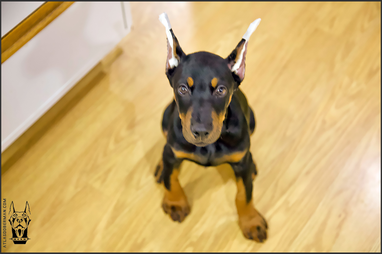 My First Attempt at Posting Our Doberman's Ears - ATLAS' Den