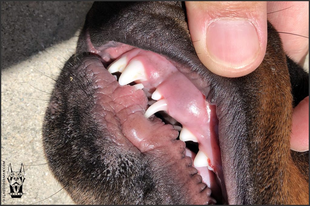 when do doberman puppies lose their teeth? 2